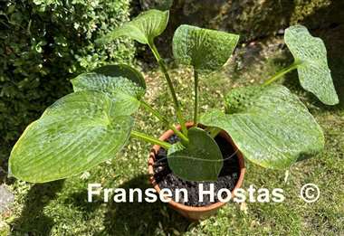 Hosta Picasso's Blue Period